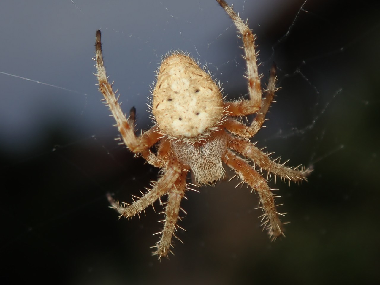 Neoscona crucifera Neoscona crucifera